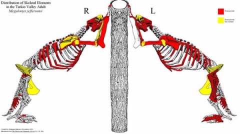 Sloth bone representation