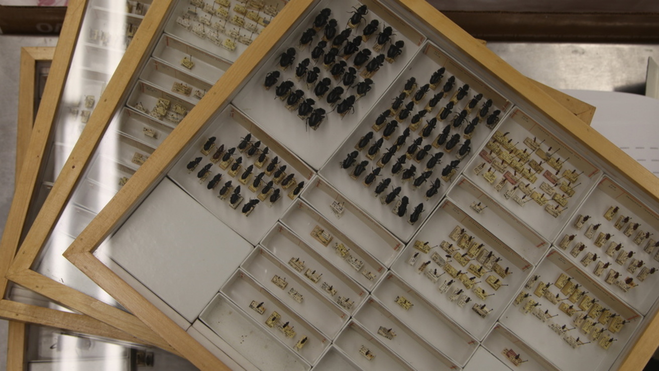 Insect drawers